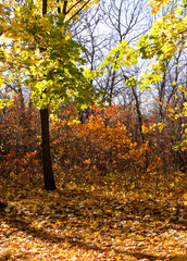 Colorful mixed deciduous forest. Autumn forest in the morning light. Beautiful nature background. Amazing romantic landscape with mysterious autumn forest.