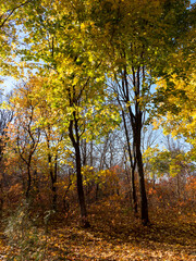 Fototapeta premium Colorful mixed deciduous forest. Autumn forest in the morning light. Beautiful nature background. Amazing romantic landscape with mysterious autumn forest.