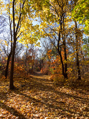 Obraz premium Colorful mixed deciduous forest. Autumn forest in the morning light. Beautiful nature background. Amazing romantic landscape with mysterious autumn forest.