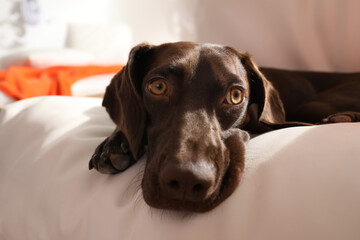 Adorable German Shorthaired Pointer dog lying on soft cushion indoors, closeup