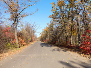 Obraz premium An asphalt road passes through the autumn deciduous forest in the morning light. Сolorful forest in the morning light. Authentic landscape.