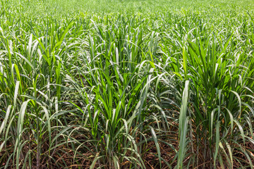 Obraz premium Sugarcane plantation and light at noon