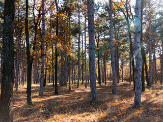 Wide panoramic view of Pine forest with beautiful golden morning side light. Amazing romantic landscape with mysterious autumn forest