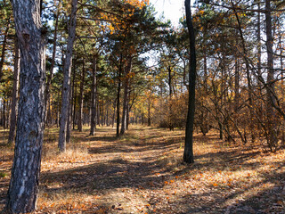 Fototapeta premium Colorful mixed deciduous forest. Autumn forest in the morning light. Beautiful nature background. Amazing romantic landscape with mysterious autumn forest.