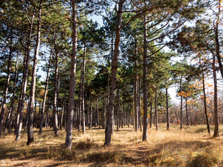 Wide panoramic view of Pine forest with beautiful golden morning side light. Amazing romantic landscape with mysterious autumn forest. Autumn forest in morning light. Beautiful nature background.