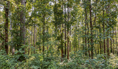 Fototapeta na wymiar Variety of trees along the way in Mae Hong Son Province, Thailand