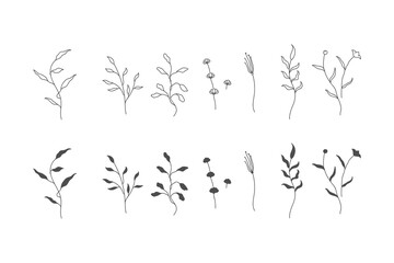 Collection of plants