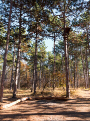 Wide panoramic view of Pine forest with beautiful golden morning side light. Amazing romantic landscape with mysterious autumn forest