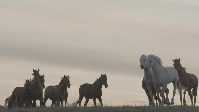Horses running on a grass field on sunset in slow motion