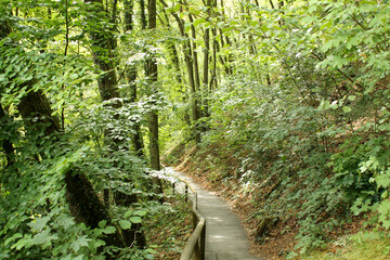 hiking trail in the forest in summer photographed in Bavaria Germany
