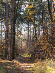 Wide panoramic view of Pine forest with beautiful golden morning side light. Amazing romantic landscape with mysterious autumn forest