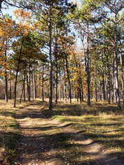Obraz premium Wide panoramic view of Pine forest with beautiful golden morning side light. Amazing romantic landscape with mysterious autumn forest. Autumn forest in morning light. Beautiful nature background.