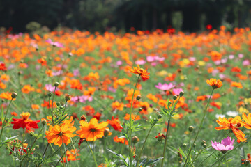 コスモス 花畑 オレンジ グリーン