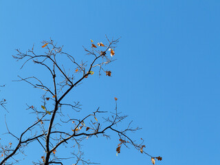 The warm autumn sun shining through golden treetops, with beautiful bright blue sky. Creative background of yellow and red leaves.