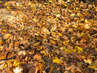 Creative background of yellow and red leaves. Authentic bright background for your projects. Color mixed deciduous forest. Autumn forest in the morning light.