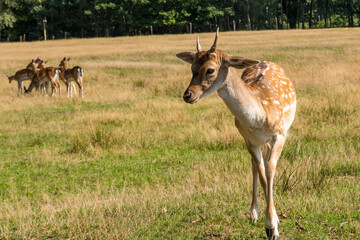 ein junger Damhirsch auf einer Wiese