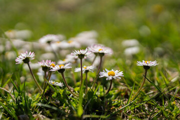 Natural background with blossoming daisies (bellis perennis). Soft focus © Lumistudio