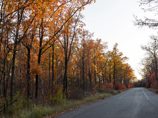 An asphalt road passes through the autumn deciduous forest in the morning light. Сolorful forest in the morning light. Authentic landscape.