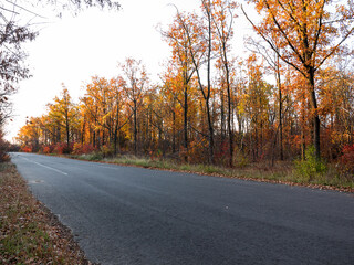 Obraz premium An asphalt road passes through the autumn deciduous forest in the morning light. Сolorful forest in the morning light. Authentic landscape.