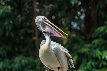 Close up image of  White pelican.