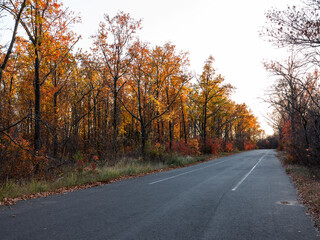 Obraz premium An asphalt road passes through the autumn deciduous forest in the morning light. Сolorful forest in the morning light. Authentic landscape.