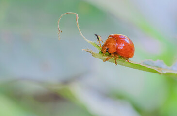 Orange Ladybug on the blurred background