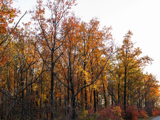 Colorful mixed deciduous forest. Autumn forest in the morning light. Beautiful nature background. Amazing romantic landscape with mysterious autumn forest.