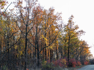 An asphalt road passes through the autumn deciduous forest in the morning light. Сolorful forest in the morning light. Authentic landscape.