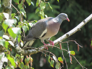 wood pigeon bird animal