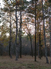 Fototapeta premium Colorful bright autumn city park. Leaves fall on ground. Autumn forest scenery with warm colors and footpath covered in leaves leading into scene.