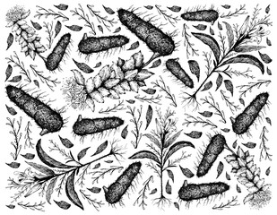 Herbal and Plant, Hand Drawn Illustration Background of Kariyat or Andrographis Paniculata and Rhodiola Rosea, Aaron's Rod, King's Crown, Lignum Rhodium or Golden Root.
