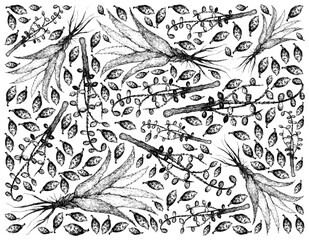 Herbal and Plant, Hand Drawn Illustration Background of Serenoa Repens or Saw Palmetto Berries with Aloe Vera Plants.
