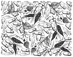 Vegetable and Herb, Hand Drawn Illustration Background of Kariyat or Andrographis Paniculata Plants and Plukenetia Volubilis, Sacha Peanut or Inca Nuts with Pill. Ayurveda Herbal Medicine Used to Trea