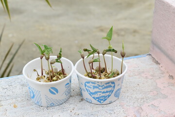kids learn from home process growing sprouted moong dal for science project in paper cup  using cotton