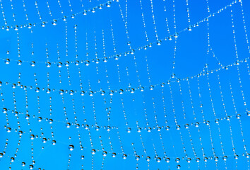 Naklejka premium Spider web covered in water droplets