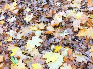 Creative background of yellow and red leaves. Authentic bright background for your projects. Color mixed deciduous forest. Autumn forest in the morning light.