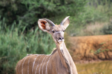 Juvenile Greater Kudu or Tragelaphus strepsiceros alerted in the African savannah