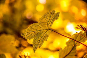 Fototapeta na wymiar Yellow autumn leaves in an English park