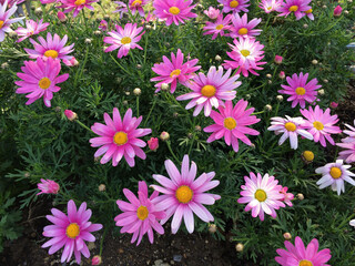 花、flower、マーガレット、ピンク