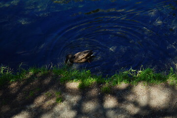 Duck on lake