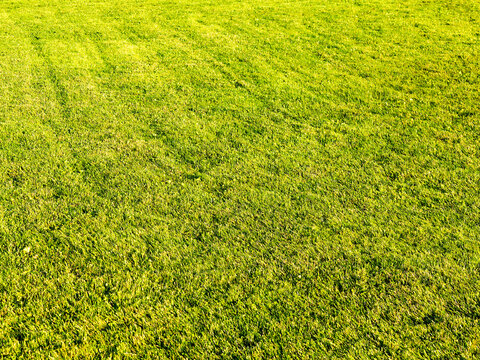 Close-up photo of trimmed grass in a lawn, park or football field. Abstract nature background image.