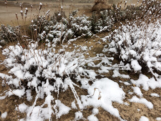 Winter landscape. The branches of plants are covered with snow. Shrubs covered with snow. Winter morning in forest. Snow lies on branches of trees. Christmas atmosphere.