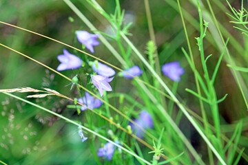 blue bells in the grass	