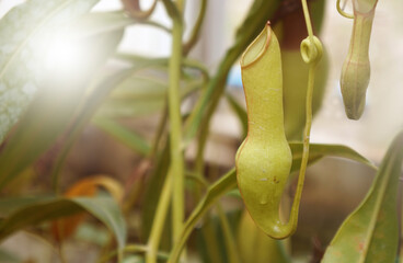 nepenthes or monkey cups, tropical pitcher plants. Nepenthes is a genus of carnivorous plants.