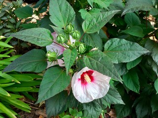 Hibiscus blanc à coeur rouge