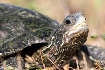 Kopf einer Bachschildkröte in der Seitenansicht