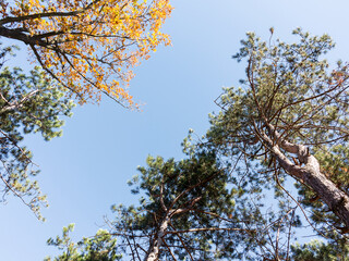 Obraz premium The warm autumn sun shining through golden treetops, with beautiful bright blue sky. Creative background of yellow and red leaves.
