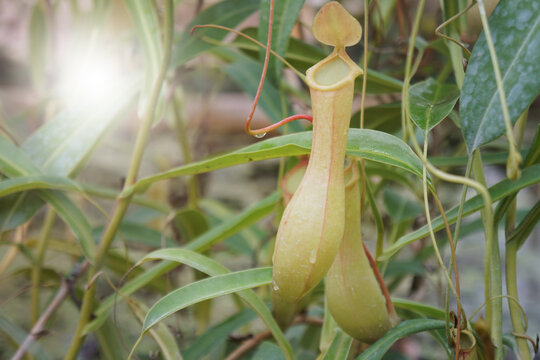 nepenthes or monkey cups, tropical pitcher plants. Nepenthes is a genus of carnivorous plants.