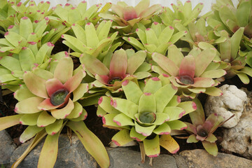 Neoregelia cruenta Selecta is a large bromeliad. Neoregelia is a genus of epiphytic flowering plants in the family Bromeliaceae.