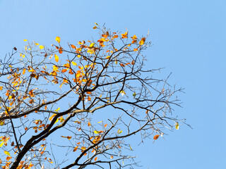 The warm autumn sun shining through golden treetops, with beautiful bright blue sky. Creative background of yellow and red leaves.